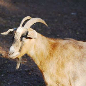 The Benefits of Dairy Goats Image